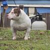American Bully..buy or stud 
