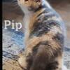 SOLD  Dilute Calico Exotic Shorthair Female