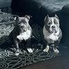 Male American bully for sale