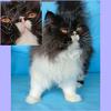 Super sweet EXOTIC LONGHAIR GIRL 8mo old
