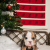Meet Canelo, male English Bulldog puppy