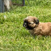 For Sale Shih Tzu puppies 
