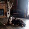 Bernese Mountain Dogs, retired