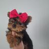 Yorkie Terrier 