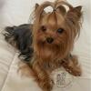 Yorkshire Terrier Stud