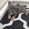 Blue and tan female 