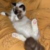 Ragdoll for rehoming - 10 months old
