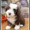 Coco Female Toy AussiePoo