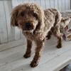 Male poodle searching for forever family