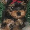 Akc Teacup Yorkie female - Indiana