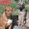#Twinpeaksadamsbloodline Rare colours Presa Canario puppies