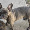 Female Blue brindle frenchie