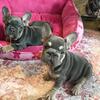 Akc French Bulldog puppies