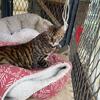 Bengal and Toyger kittens