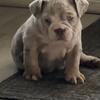 English Bulldog pups