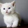 TICA registered standard minuet kitten *Sally*