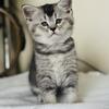 Kitten for sale, British short hair 