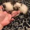siamese seal point  chocolate  young