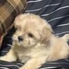 White Female shih Tzu puppy