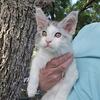 Maine Coon kittens!
