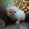 CFA White Persian Kitten