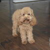 Toy Poodle Stud service (Dog not for sale)