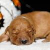 Ofa Dna Akc Golden Retriever Puppies