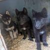 Wolfdogs Hybrid for sale