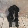 Bernedoodle puppies for sale in MIchihgan at wrennspuppies.com