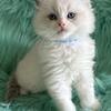Ragdoll Kittens, TICA 