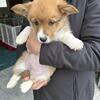 Pembroke Welsh Corgi Puppies For Sale