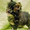 Relisted due to No Show ....Maine Coon