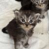 "BINX" female black classic tabby Maine Coon, TICA registered