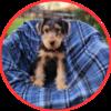 Airedale Terrier pups