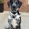 Male Harlequin Great Dane - Stud Service
