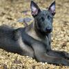 BLUE SABLE Belgian malinois
