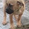 Presa canario   female  puppy 12 weeks