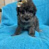 Mini poodle