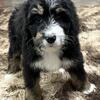 Standard size bernedoodles  