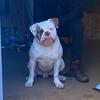 American bulldog "for stud"