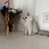 Chinchilla Persian kitty 🐈 
