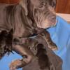 Cane corso pups available 