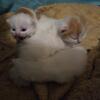 Blue eyed Persian kittens, American curl kittens, Ragdoll kittens, Siamese kittens 