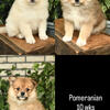 Pomeranians siblings ready for new homes
