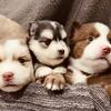 Pomsky Puppies!  Pomeranian/Husky!  Beautiful pups in Grand Rapids Mi!