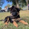 Male German Shepherd pup Long Coat 
