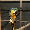 7 Year Old Blue and Gold Macaw
