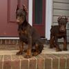 Doberman Pinscher puppies 