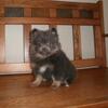 POMERANIAN PUPS males/females