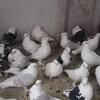 Fancy pigeons 